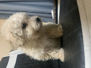  Maltipoo jucăuș  și drăgălaș  - imagine 2