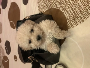  Maltipoo jucăuș  și drăgălaș  - imagine 3