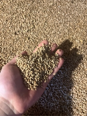 Grau calitate superioara