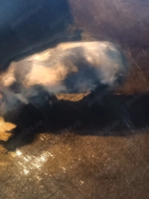 soldan de carne - imagine 2