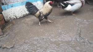 vind cocosi americani