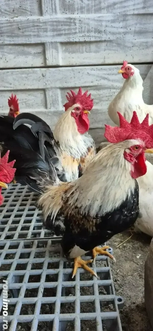 Vând cocoșei  rasa Chabo