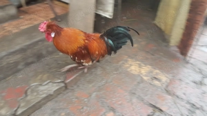 vind cocosi americani - imagine 4