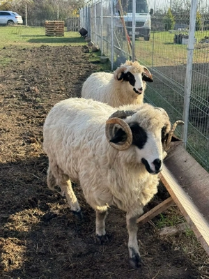 vând doi berbeci țurcani - imagine 4