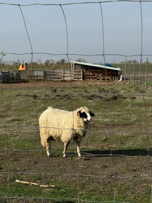 vând doi berbeci țurcani - imagine 2