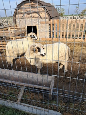 vând doi berbeci țurcani - imagine 5