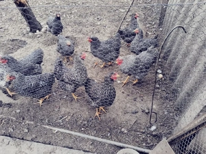 Cocos Plymouth de vânzare.