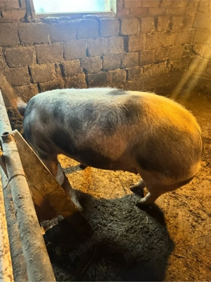 Vând porci! - imagine 3