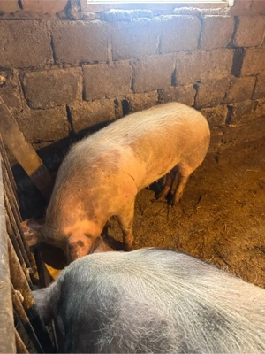 Vând porci! - imagine 2