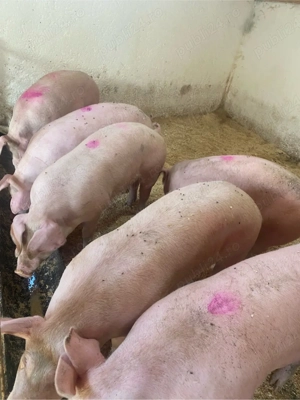 porci de vanzare de la 100-160 kg pret 8,5kg - imagine 3