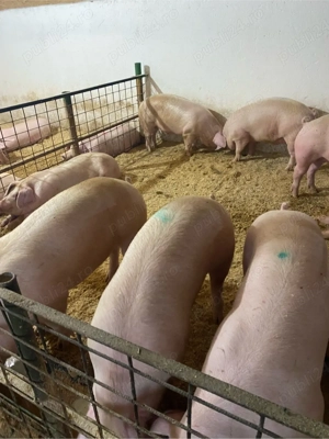 porci de vanzare de la 100-160 kg pret 8,5kg - imagine 2