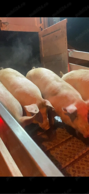 porci de vanzare de la 100-160 kg pret 8,5kg - imagine 5