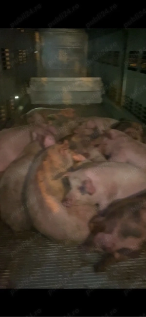 porci de vanzare de la 100-160 kg pret 8,5kg - imagine 4