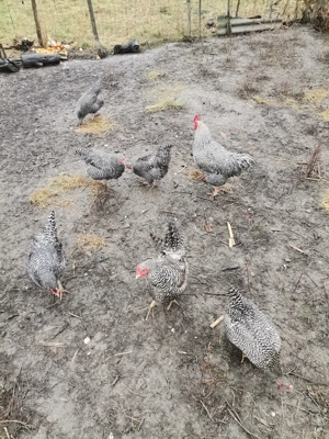 Vând oua pentru incubat  - imagine 3