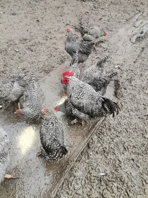 Vând oua pentru incubat  - imagine 2