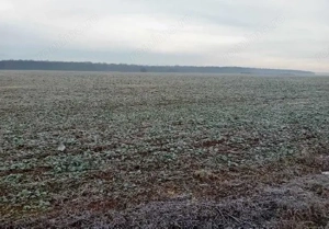 Teren extravilan Snagov, ID: R2884549