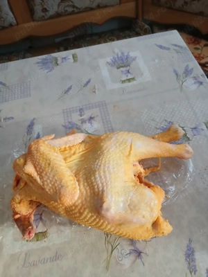 Vând pui de casă  - imagine 3