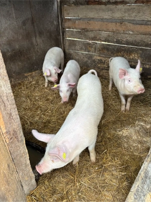 vand surdei - imagine 3