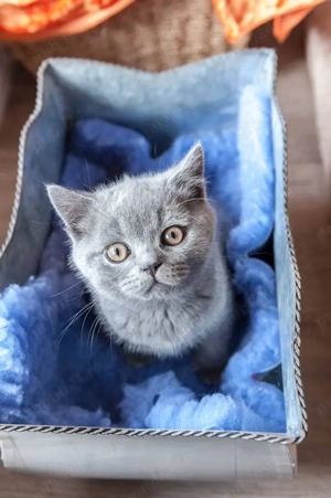 Pisici British Shorthair Blue din parinti cu pedigree - imagine 2