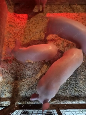 de vânzare  - imagine 3