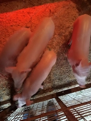 de vânzare  - imagine 2