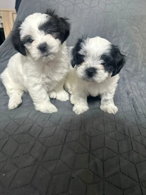 Shih-tzu talie mica