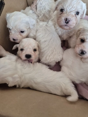 Pui bichon maltez  - imagine 3
