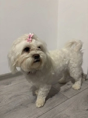 Pui bichon maltez  - imagine 4