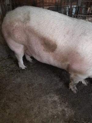 vând înviu sau sacrificată - imagine 2