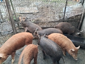 Porci(godaci) de vânzare  - imagine 3