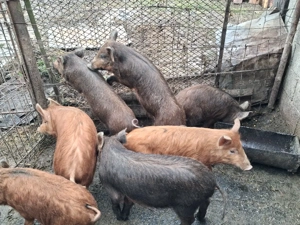 Porci(godaci) de vânzare  - imagine 4