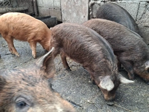 Porci(godaci) de vânzare  - imagine 2