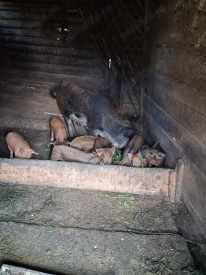 Porci(godaci) de vânzare  - imagine 5