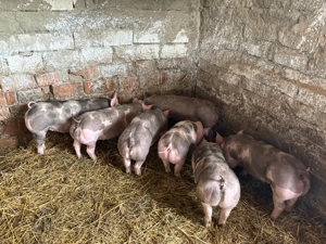 pietrain Belgian  - imagine 4