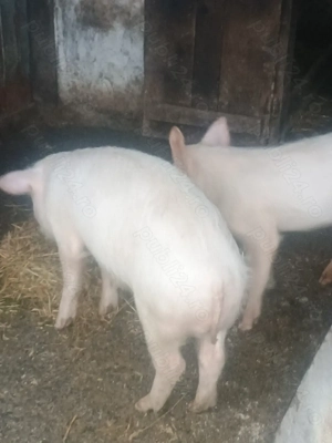 Purcei de vânzare  - imagine 2