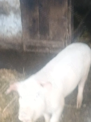 Purcei de vânzare  - imagine 3