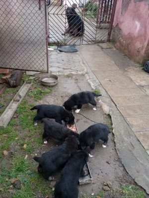 Donez Pui Ciobănesc Australian - imagine 3