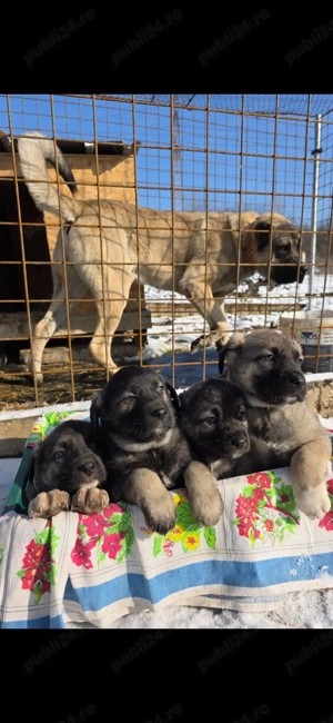 Pui Kangal de vanzare DEOSEBITI! - imagine 3