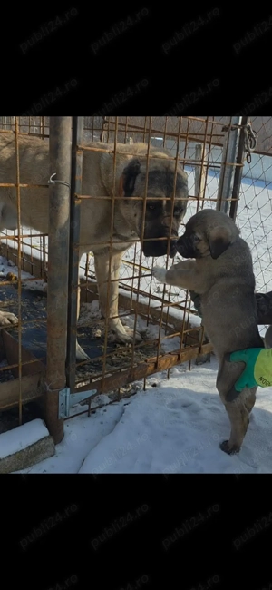 Pui Kangal de vanzare DEOSEBITI! - imagine 2
