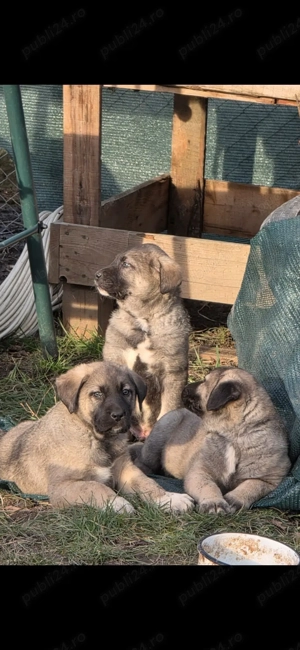 Pui Kangal de vanzare DEOSEBITI! - imagine 4