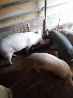 vind soldani - imagine 2