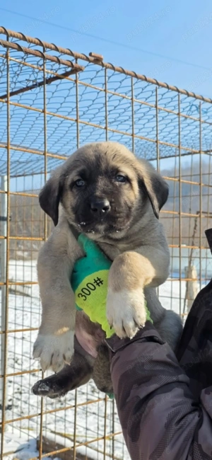 Pui Kangal de vanzare DEOSEBITI!