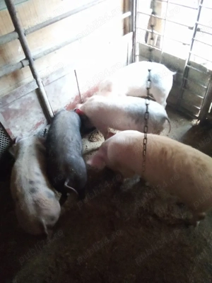 vind soldani - imagine 3