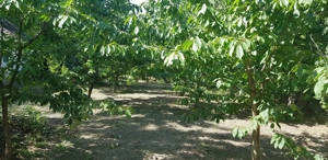 Casa de vânzare în Mihai Viteazu  - imagine 3