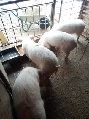 vind 2 scrofite marile alb 