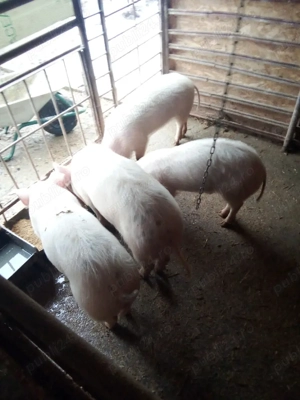 vind 2 scrofe pt prasila  marile alb  - imagine 2