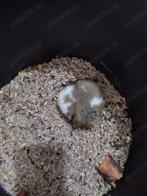 Hamsteri sirieni. - imagine 3