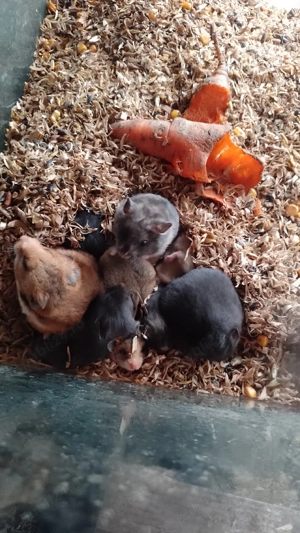 Hamsteri sirieni. - imagine 5