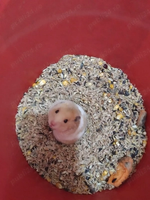 Hamsteri sirieni. - imagine 2