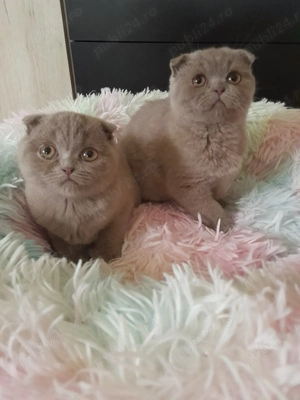 Pisoi Scottish Fold - imagine 3
